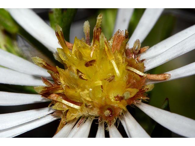 Symphyotrichum lanceolatum ssp. lanceolatum (White panicle aster) #74390
