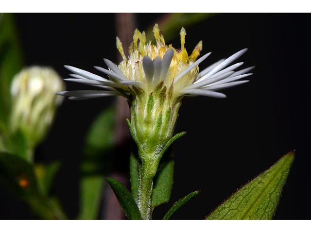Symphyotrichum lanceolatum ssp. lanceolatum (White panicle aster) #74391