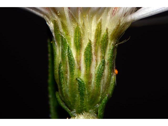 Symphyotrichum lanceolatum ssp. lanceolatum (White panicle aster) #74394