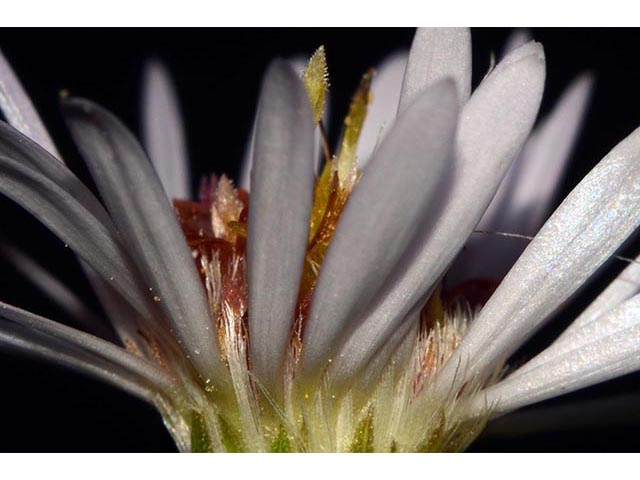 Symphyotrichum lanceolatum ssp. lanceolatum (White panicle aster) #74395