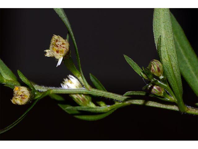 Symphyotrichum lanceolatum ssp. lanceolatum (White panicle aster) #74397