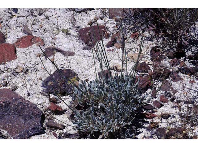 Eriogonum diatomaceum (Churchill narrows buckwheat) #51771