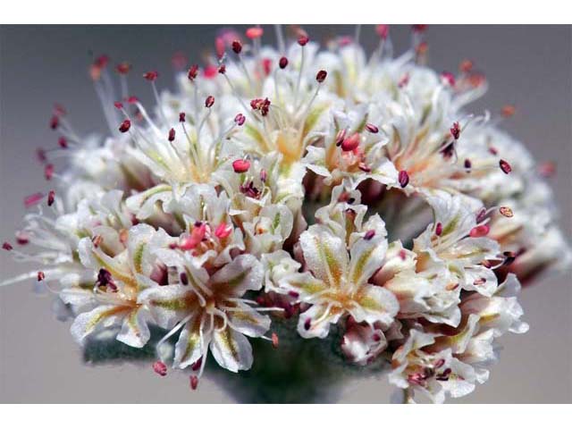 Eriogonum diatomaceum (Churchill narrows buckwheat) #51776