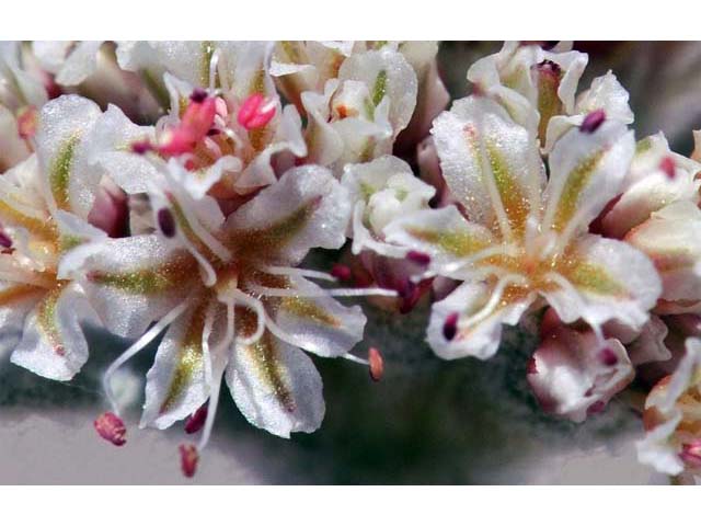 Eriogonum diatomaceum (Churchill narrows buckwheat) #51777