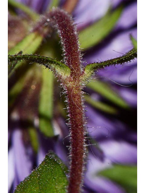 Symphyotrichum novae-angliae (New england aster) #74501