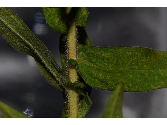 Symphyotrichum novae-angliae (New england aster) #74511