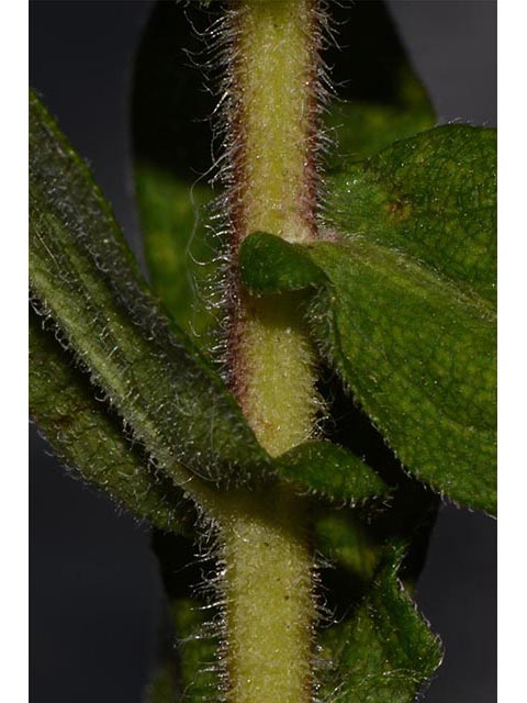 Symphyotrichum novae-angliae (New england aster) #74512