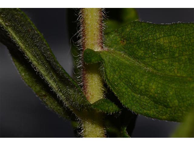 Symphyotrichum novae-angliae (New england aster) #74513