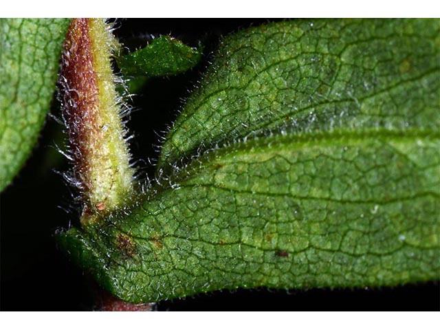 Symphyotrichum novae-angliae (New england aster) #74515