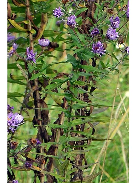Symphyotrichum novae-angliae (New england aster) #74521