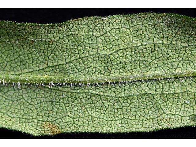 Symphyotrichum novae-angliae (New england aster) #74543