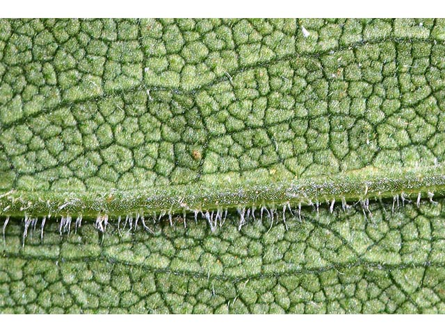 Symphyotrichum novae-angliae (New england aster) #74544