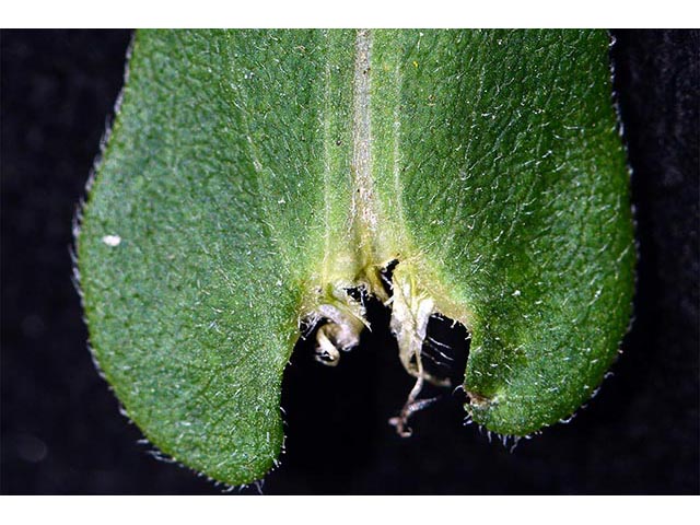 Symphyotrichum novae-angliae (New england aster) #74545