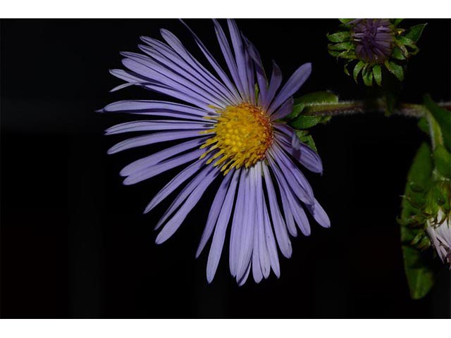 Symphyotrichum puniceum (Purplestem aster) #74664