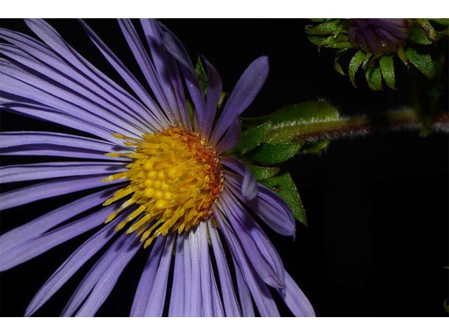 Symphyotrichum puniceum (Purplestem aster) #74665