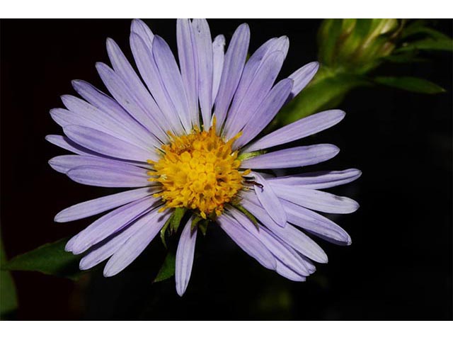 Symphyotrichum puniceum (Purplestem aster) #74666