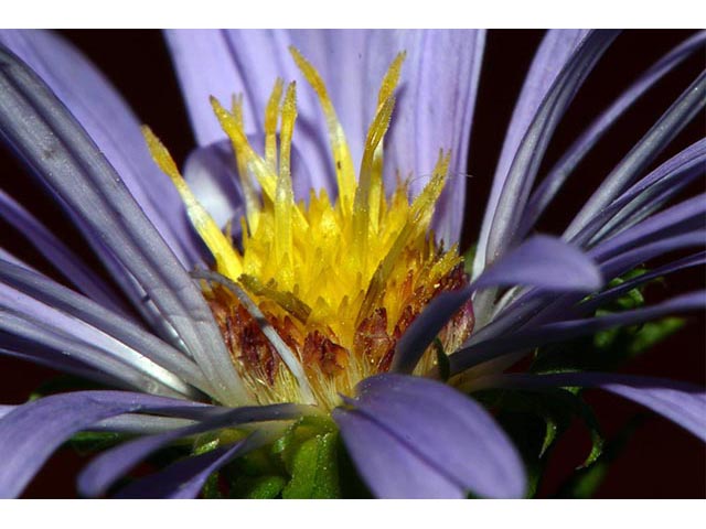 Symphyotrichum puniceum (Purplestem aster) #74669
