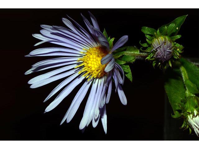 Symphyotrichum puniceum (Purplestem aster) #74670