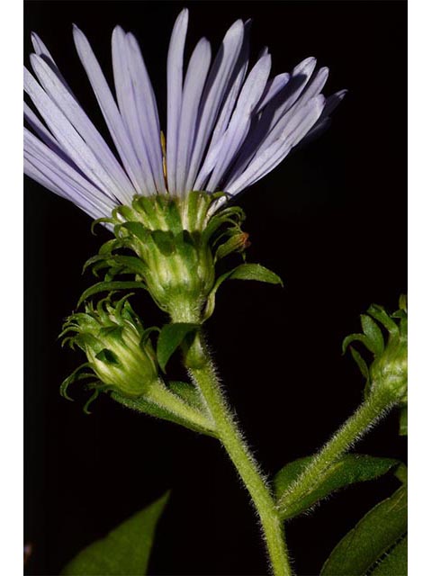 Symphyotrichum puniceum (Purplestem aster) #74681