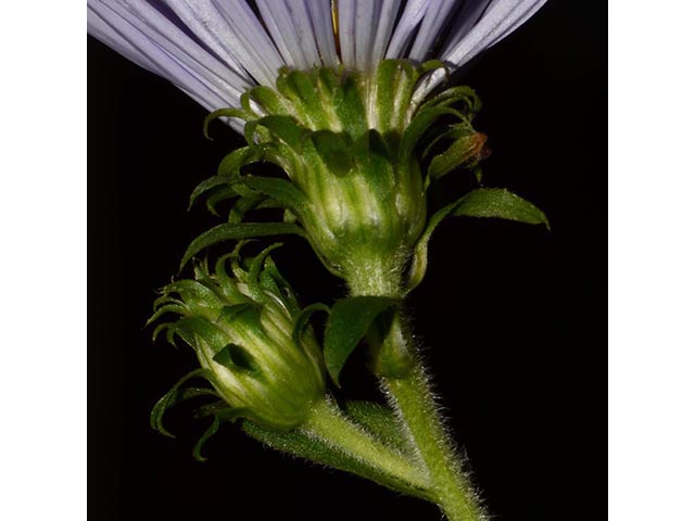 Symphyotrichum puniceum (Purplestem aster) #74682