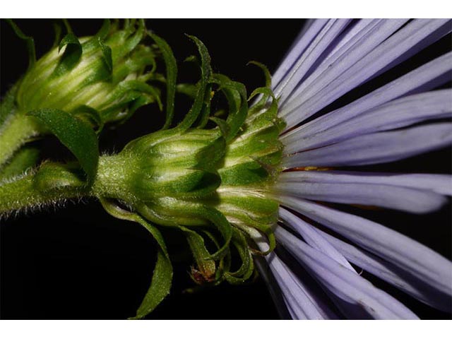 Symphyotrichum puniceum (Purplestem aster) #74683