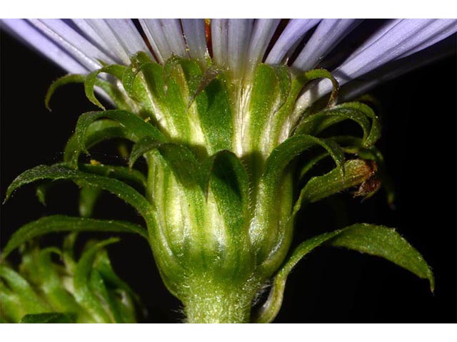 Symphyotrichum puniceum (Purplestem aster) #74684