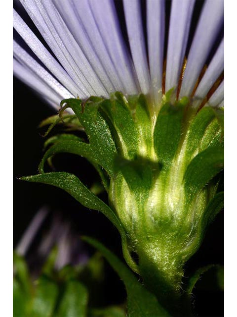 Symphyotrichum puniceum (Purplestem aster) #74685