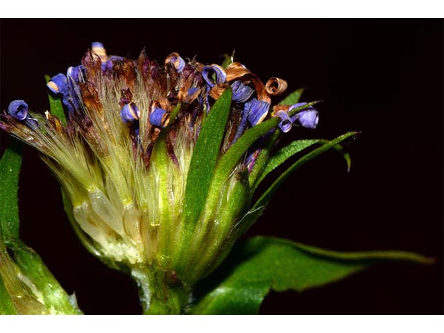 Symphyotrichum puniceum (Purplestem aster) #74686