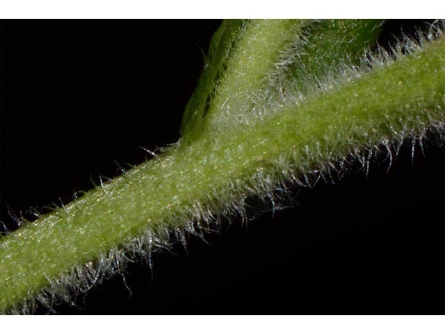 Symphyotrichum puniceum (Purplestem aster) #74689