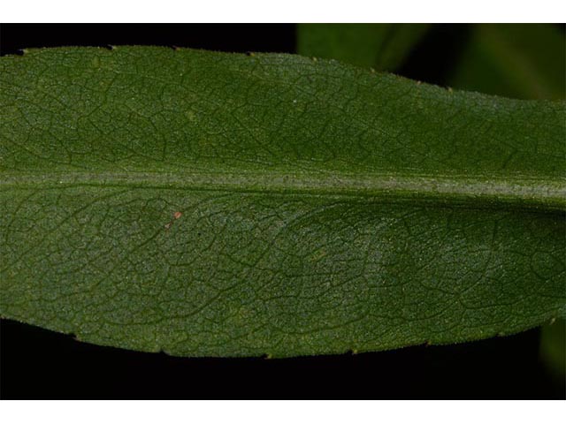Symphyotrichum puniceum (Purplestem aster) #74695