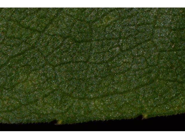 Symphyotrichum puniceum (Purplestem aster) #74696
