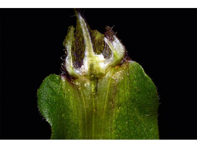 Symphyotrichum puniceum (Purplestem aster) #74697