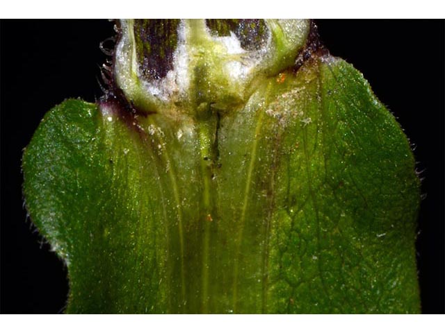 Symphyotrichum puniceum (Purplestem aster) #74698