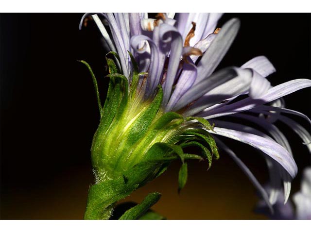 Symphyotrichum puniceum (Purplestem aster) #74706