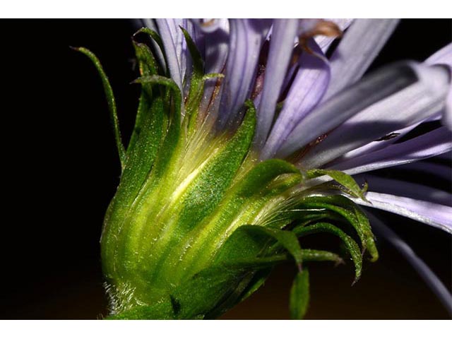 Symphyotrichum puniceum (Purplestem aster) #74707