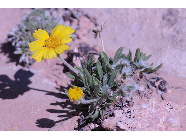 Tetraneuris acaulis var. arizonica (Arizona four-nerve daisy) #74723
