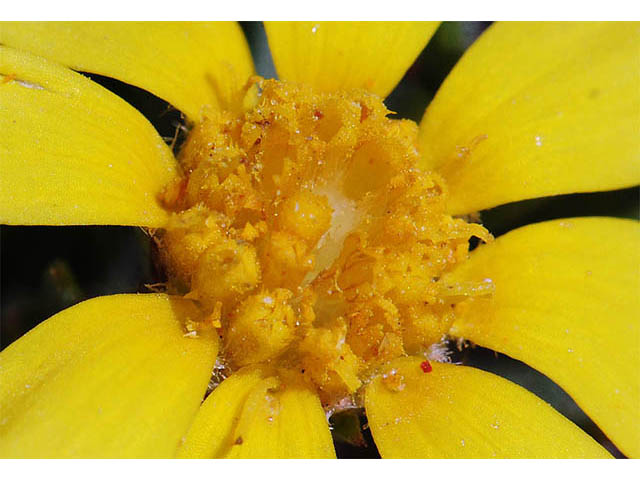 Tetraneuris acaulis var. arizonica (Arizona four-nerve daisy) #74728