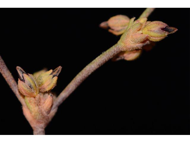 Eriogonum divaricatum (Divergent buckwheat) #51840