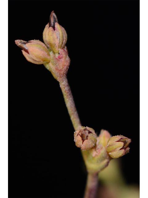 Eriogonum divaricatum (Divergent buckwheat) #51841