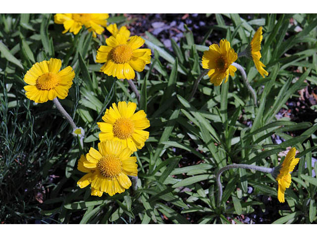 Tetraneuris herbacea (Eastern fournerved daisy) #74751
