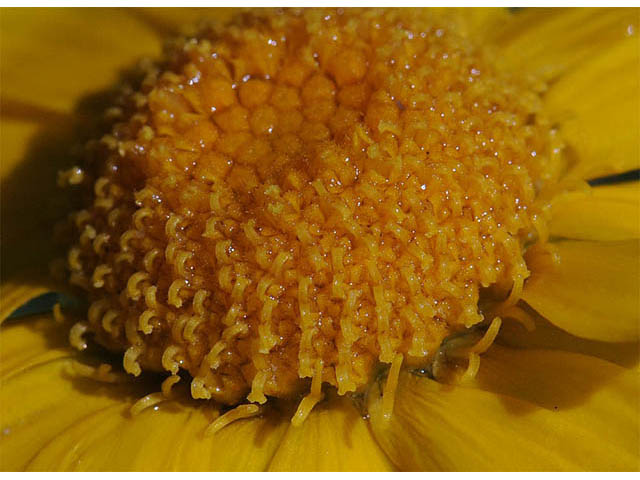 Tetraneuris herbacea (Eastern fournerved daisy) #74755