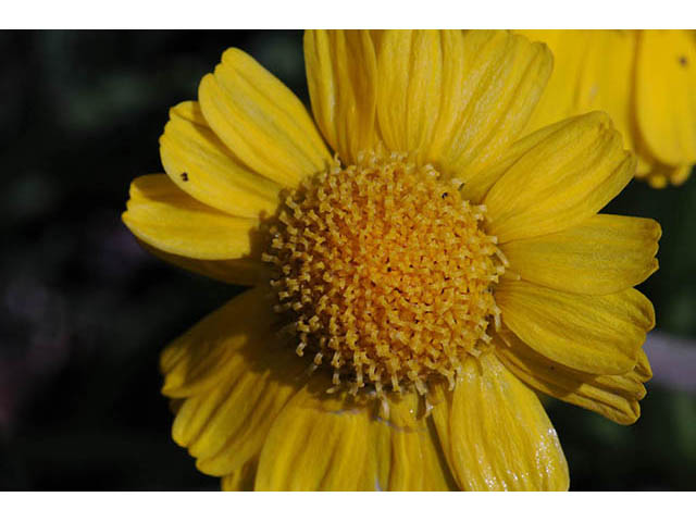 Tetraneuris herbacea (Eastern fournerved daisy) #74756