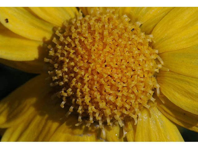 Tetraneuris herbacea (Eastern fournerved daisy) #74757