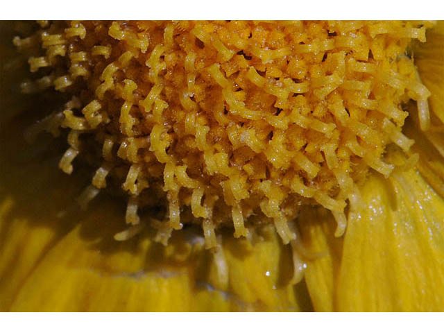 Tetraneuris herbacea (Eastern fournerved daisy) #74758