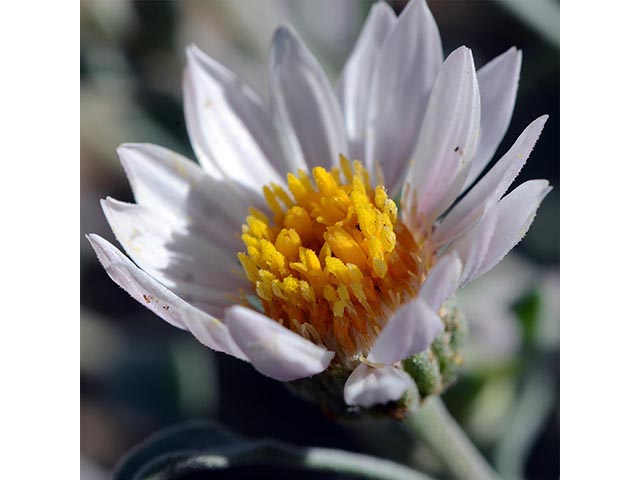 Townsendia florifer (Showy townsend daisy) #74767