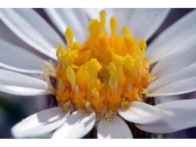 Townsendia florifer (Showy townsend daisy) #74772