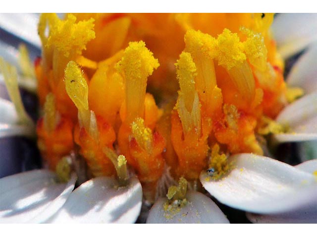 Townsendia florifer (Showy townsend daisy) #74773