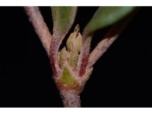 Eriogonum divaricatum (Divergent buckwheat) #51844