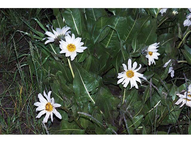 Wyethia helianthoides (Sunflower mule-ears) #74822