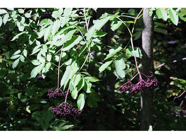 Sambucus nigra ssp. canadensis (Common elderberry) #74856
